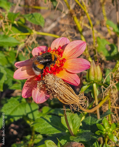 Hummel sammelt Nektar auf einer rosa-orangefarbenen Dahlienblüte im sommerlichen Garten