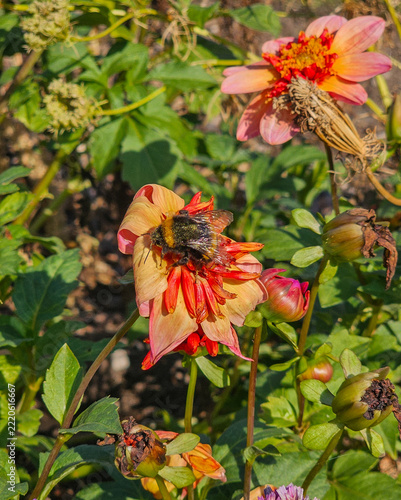Hummel sammelt Nektar auf einer rosa-orangefarbenen Dahlienblüte im sommerlichen Garten