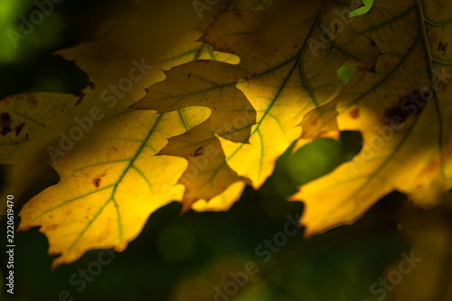 Close up of golden oak leaves on a branch in a dark autumn forest