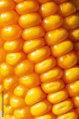 Vertical macro background texture of bright yellow ripe corn grains