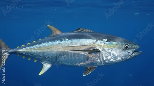 Yellowfin tuna swimming in the deep blue ocean