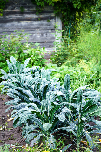 Healthy Tuscan kale or cavolo nero plants in a backyard garden