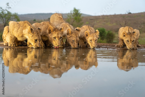 Group of African lions drinking at a waterhole in the savanna