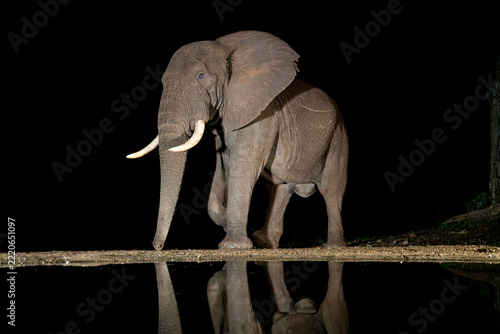 African elephant at a waterhole at night with reflection