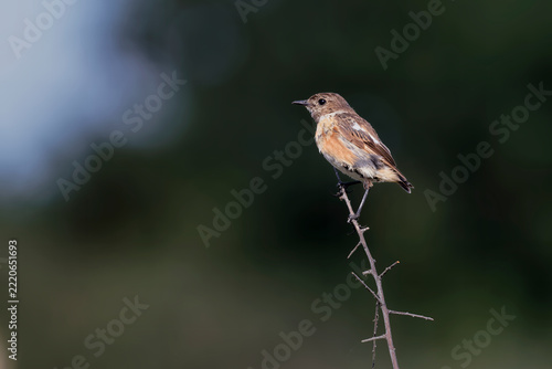 Obraz na plátně European Stonechat, Tregunc, Brittany, France.