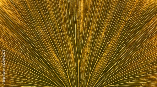 Ginkgo biloba leaf macro photography revealing intricate radiating vein patterns in yellow and brown autumn foliage close up background texture