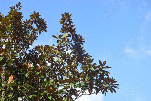 Southern magnolia branches on a sunny day close-up