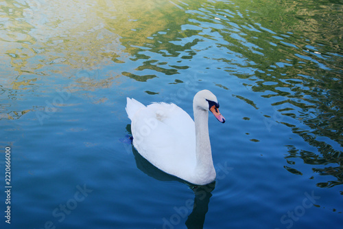 A graceful white mute swan swimming in a blue pond on a sunny day.