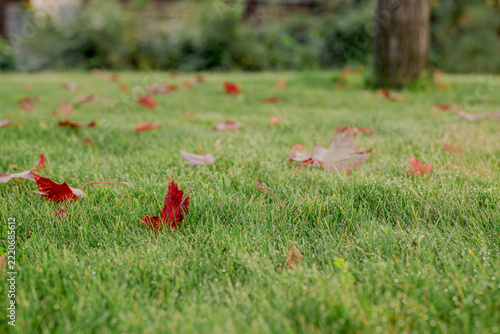 Red autumn leaf covered with morning dew on green grass
