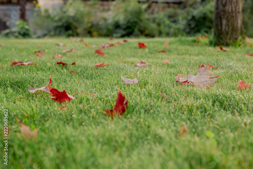 Red autumn leaf covered with morning dew on green grass