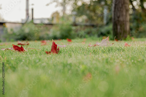 Red autumn leaf covered with morning dew on green grass