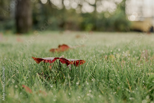 Red autumn leaf covered with morning dew on green grass