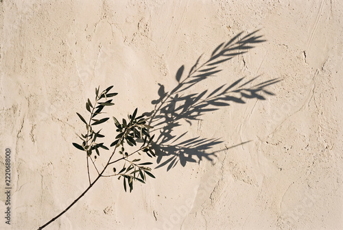Olive tree with beautiful shadow on the wall on sunny day