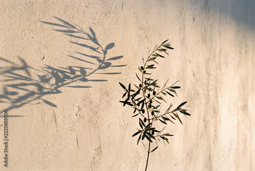 Olive tree with beautiful shadow on the wall on sunny day