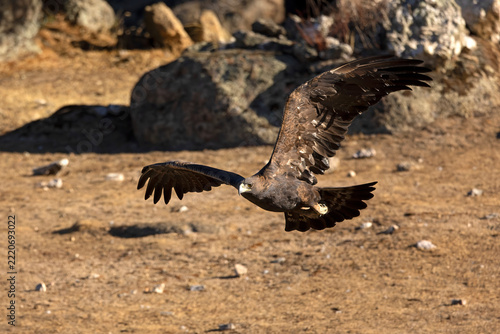 Adult male Golden Eagle flying in its territory within a Mediterranean forest at first light on an autumn day