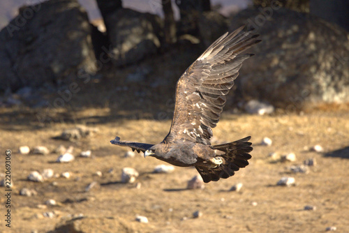 Adult male Golden Eagle flying in its territory within a Mediterranean forest at first light on an autumn day