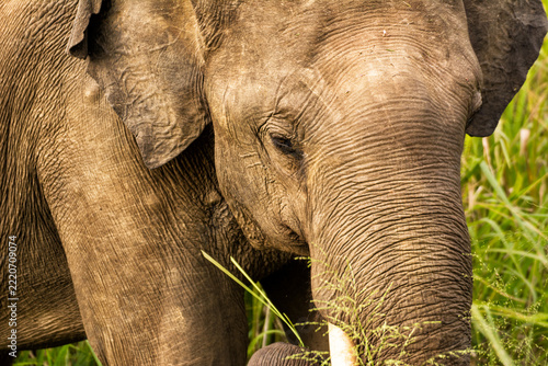 Close-up of an African Elephant Feeding in Lush Green Grass