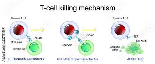 T-cell killing mechanism. Cytotoxic T cell killing mechanism, perforin, granzyme and target cell apoptosis. Granzyme-mediated cell apoptosis. Immune response. Adaptive immunity.