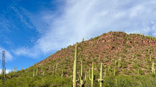 Hill covered with cacti among sparse grass