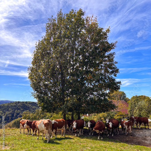 Herd of cows hiding from the sun in the shade of a tree