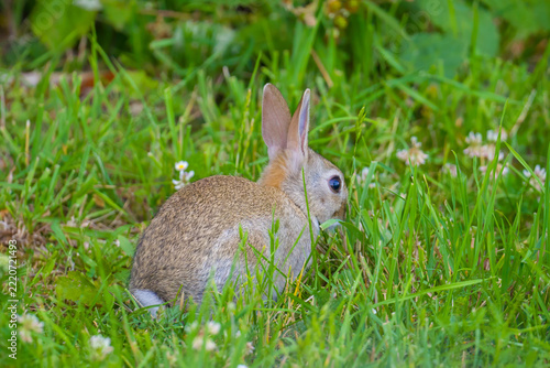 Rabbit sits among green grass with its ears pricked up
