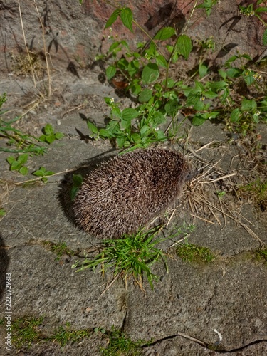 Obraz na plátně A small wild hedgehog resting on a stone pavement surrounded by green weeds and grass, captured from above in its natural outdoor environment