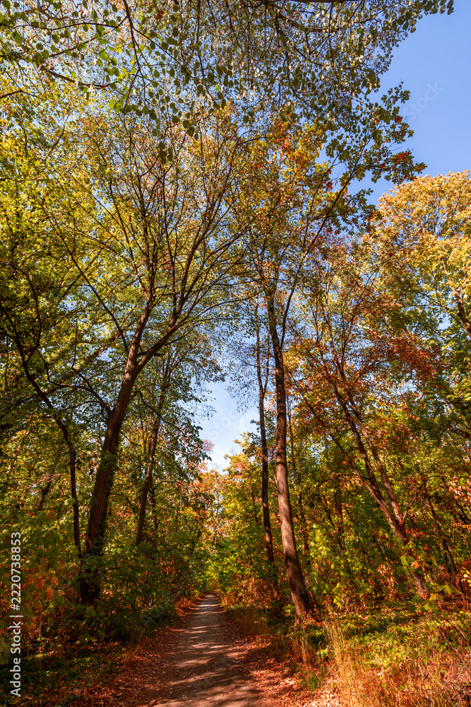 Fototapeta premium Picturesque autumn forest path winding golden orange fall foliage tall trees sunlight woodland trail vertical. Peaceful nature landscape view. Scenic hiking wellbeing meditation seasonal print poster