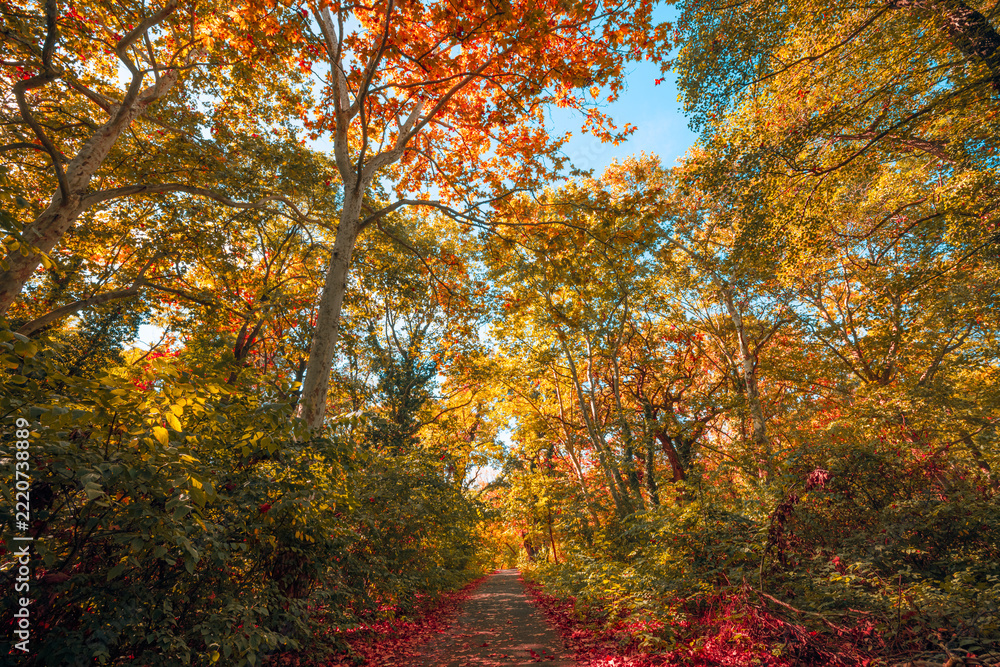 Fototapeta premium Enchanting autumn forest colorful fall foliage tall trees red orange golden leaves vivid scenery seasonal. Peaceful nature landscape view. Serene hiking wellbeing woodland wall art print