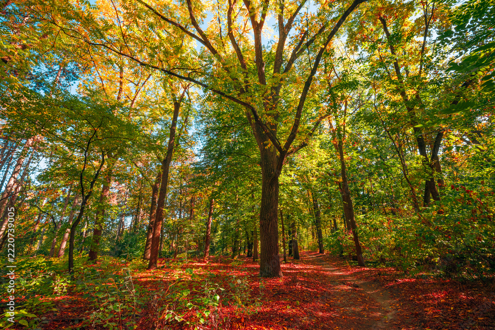 Fototapeta premium Serene green autumn forest tall trees warm sunlight filtering golden foliage path early fall season. Peaceful seasonal landscape scene. Calm hiking nature therapy wellbeing woodland wall art