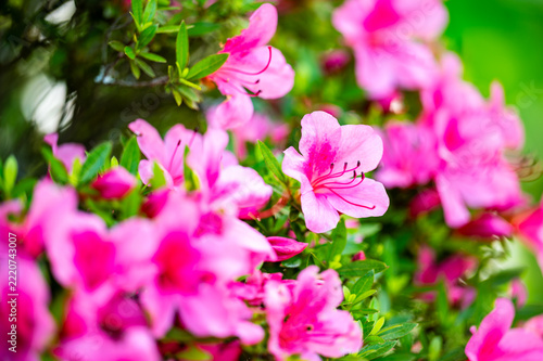 華やかに咲き誇る鮮やかなピンク色のツツジ（サツキ）の花と綺麗なボケ味