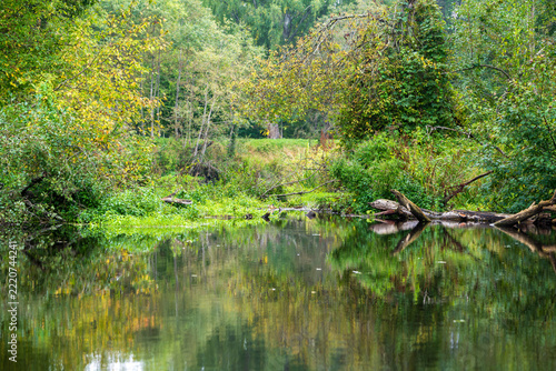 A calm river mirrors lush green trees and yellowing leaves along a quiet wooded bank with fallen logs. Still water creates a perfect reflection in this peaceful early autumn forest scene in soft light