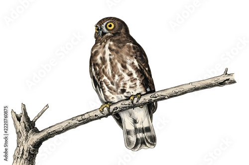 Brown Hawk-owl (or Brown Boobook), a medium-sized owl.