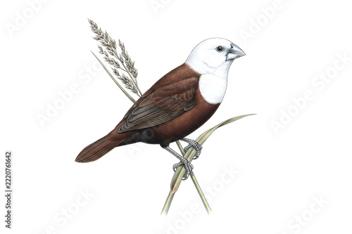 White-headed Munia  white-headed bird in the rice fields.