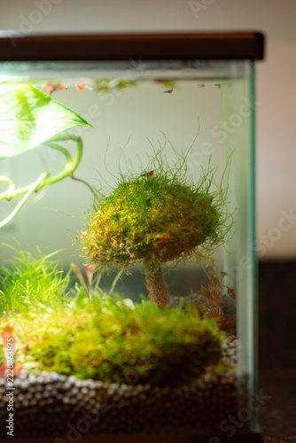 Inside shrimp fish tank ecosystem
