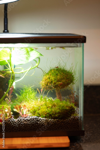 Inside shrimp fish tank ecosystem