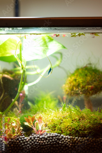 Inside shrimp fish tank ecosystem