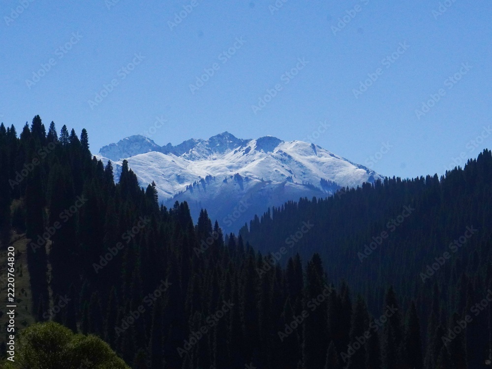 Fototapeta premium snowy mountains and forests