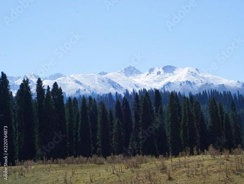 snow-capped mountains and forests in autumn
