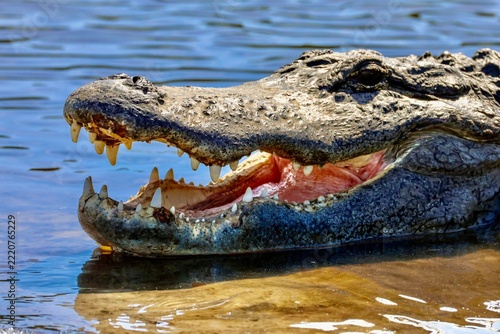 crocodile in the water