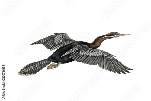 The Oriental Darter—a bird that looks like a snake when swimming.