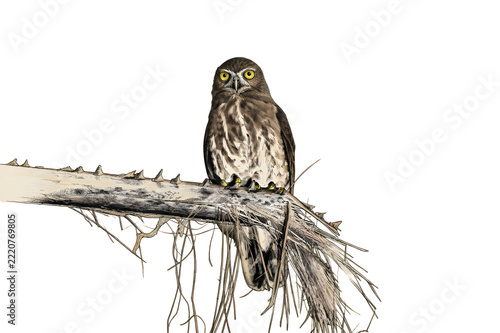 Brown Hawk-owl (or Brown Boobook), a medium-sized owl.