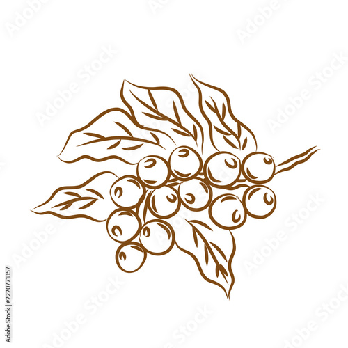Coffee Beans and Leaves Hand Drawn Line Art Illustration