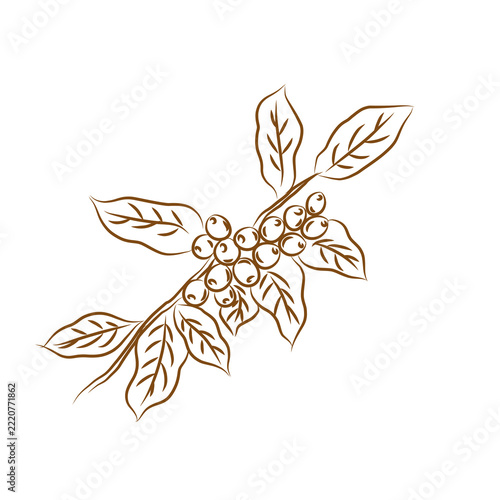 Coffee Beans and Leaves Hand Drawn Line Art Illustration