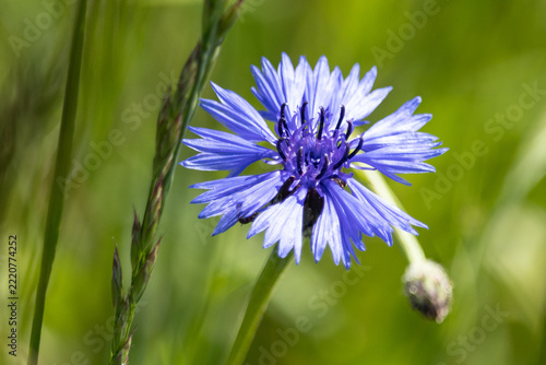 Kornblume 