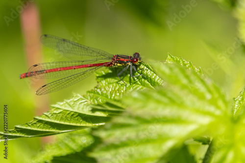 Adonislibelle