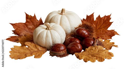 Two white pumpkins with brown chestnuts and dried autumn oak leaves