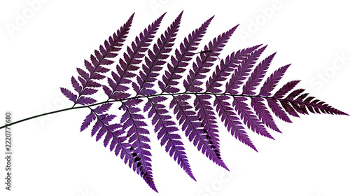 Vibrant purple fern leaf with intricate pinnate foliage and delicate texture