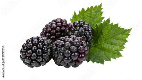 Fresh ripe blackberries with green serrated leaves