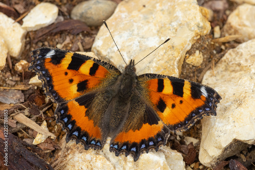 Kleiner Fuchs