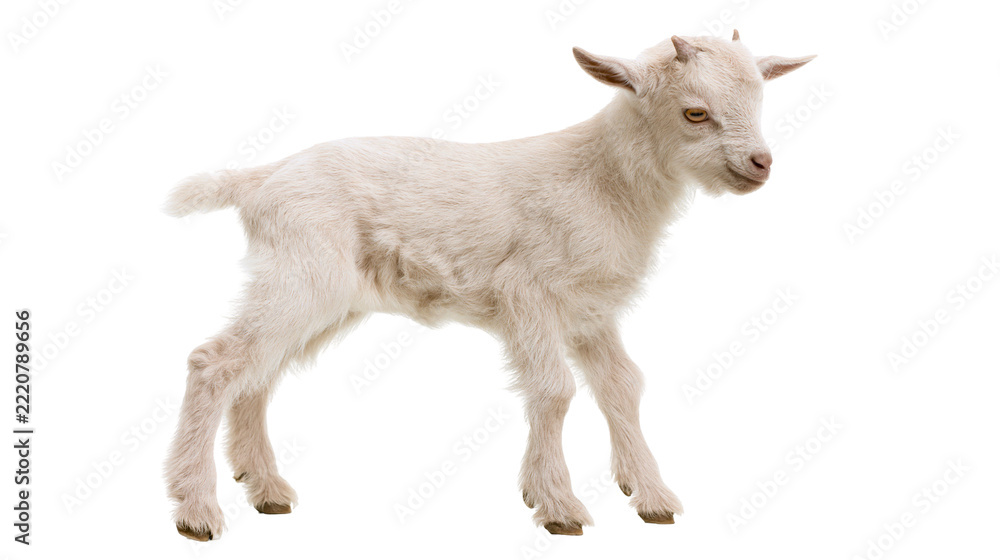 Fototapeta premium Small fluffy white baby goat standing